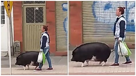 follando con cerdo|Cerdo gigante se folla brutalmente a mujercita .